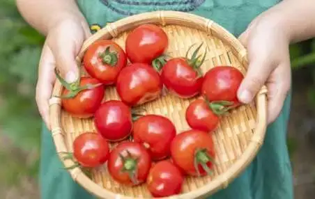 園児といっしょに野菜づくり！初めてでも失敗しない準備と育て方のコツ！