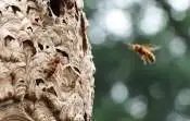 刺す、噛む、毒がある…保育園で注意すべき「夏の危険な虫」の種類と症状、その対応法