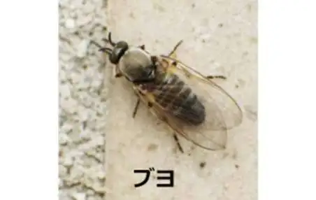 刺す、噛む、毒がある…保育園で注意すべき「夏の危険な虫」の種類と症状、その対応法