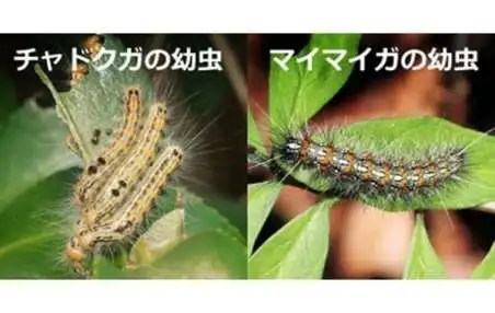 刺す、噛む、毒がある…保育園で注意すべき「夏の危険な虫」の種類と症状、その対応法