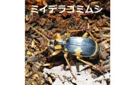 刺す、噛む、毒がある…保育園で注意すべき「夏の危険な虫」の種類と症状、その対応法