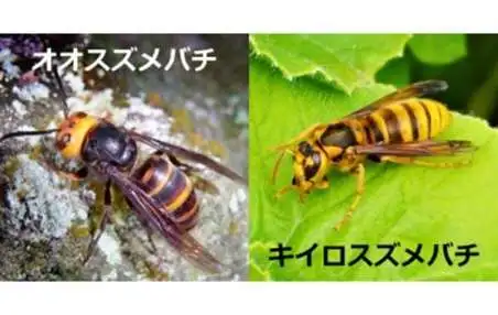 刺す、噛む、毒がある…保育園で注意すべき「夏の危険な虫」の種類と症状、その対応法