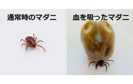 刺す、噛む、毒がある…保育園で注意すべき「夏の危険な虫」の種類と症状、その対応法