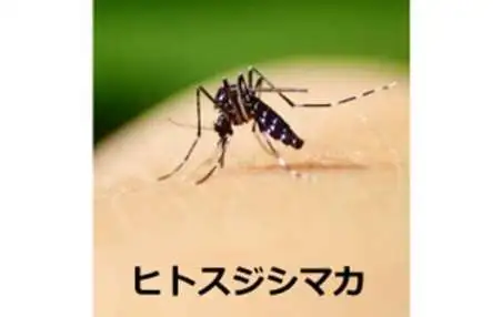 刺す、噛む、毒がある…保育園で注意すべき「夏の危険な虫」の種類と症状、その対応法